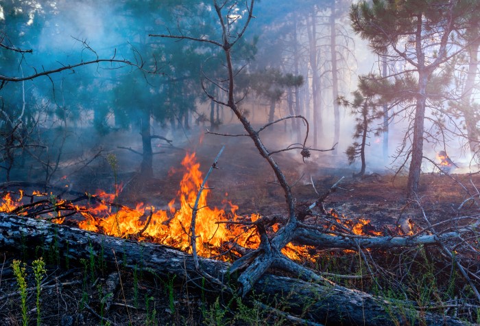 Waldbrand wütet in Niederösterreich 2021